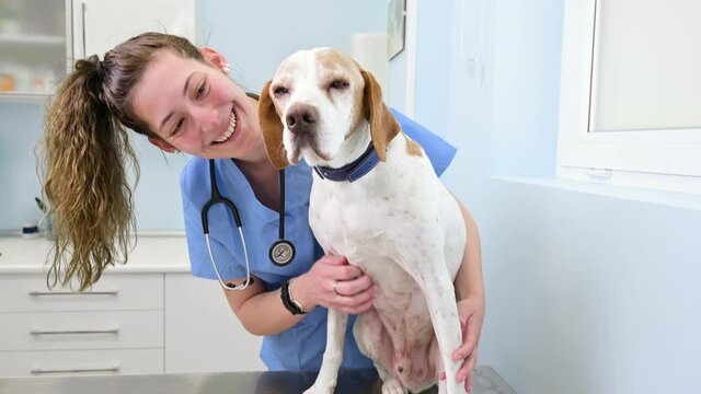 Young happy veterinary nurse smiling while playing with a dog. High quality 4k footage.