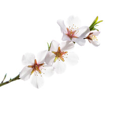 Almond branch with pink flowers and bright yellow anthers