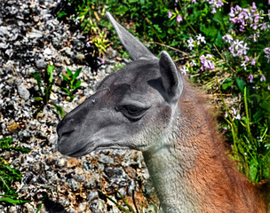 Guanaco on the lawn in its enclosure. Latin name - Lama guanicoe