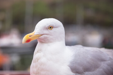 Close up portrait of a European Herring Gull (Larus argentatus) seagull at the harbour of the seaside village of Mallaig, west coast Scotland.