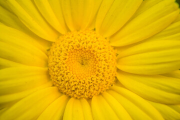 Yellow Mexican sunflower weed (Tithonia diversifolia). Flower of yellow petals with selective focus.