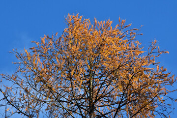 Lärche in prächtiger Herbstfärbung vor blauem Himmel