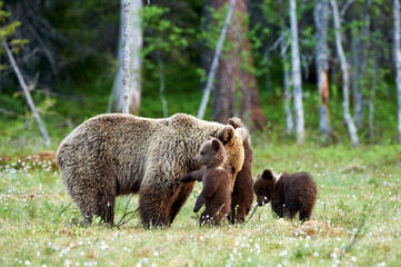 Obraz na płótnie Canvas Female brown bear and her cubs