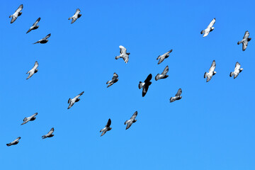 Viele Tauben im Flug vor tiefblauem Himmel