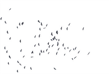 Obraz premium Flocks of flying birds isolated on white background. Save with clipping path.