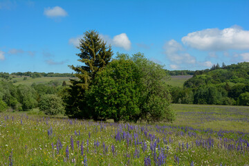 Trees in a meadow with lupins in the high Rh&ouml;n