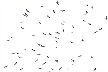Flocks of flying birds isolated on white background. Save with clipping path.