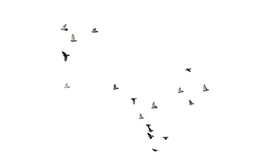 Flocks of flying pigeons isolated on white background. Clipping path.