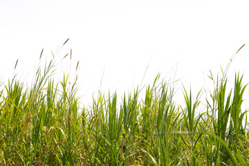 Grass isolated on white background.