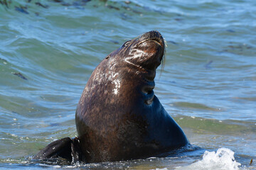 Fototapeta premium Male Sea Lion , Patagonia, Argentina