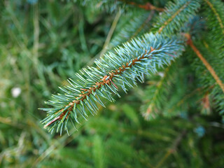 Naklejka na ściany i meble Closeup of Christmas pine fir tree