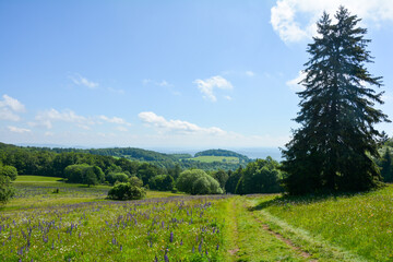 Landscape with meadow and a narrow path in the high Rhön