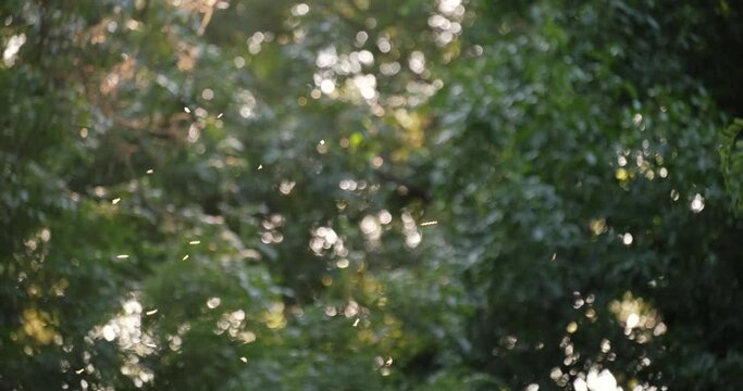 A swarm of mosquitoes on a forest backgroun. 4k