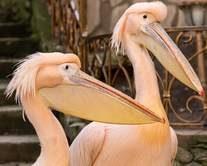 Great pink pelican at the zoo Pelecanus onocrotalus.