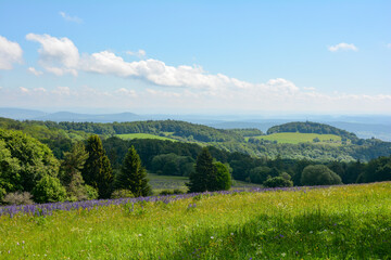 Obraz premium Landscape and green meadow with lupins in the high Rhön