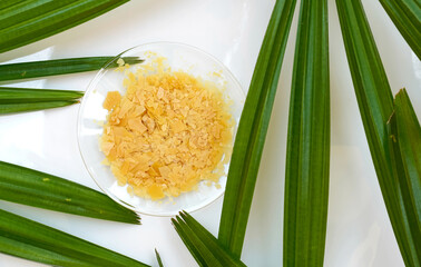 Organic Carnauba Wax in Chemical Watch Glass and broadleaf lady palm leaves on white laboratory...