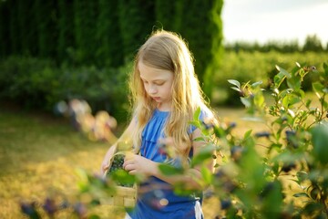 Cute young girl picking fresh berries on organic blueberry farm on warm and sunny summer day. Fresh healthy organic food for small kids.