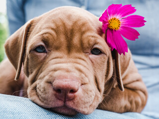 Pretty puppy of chocolate color with a bright flower on his head on a background of blue sky on a clear, sunny day. Close-up, outdoors. Concept of care, education, obedience training, raising of pets