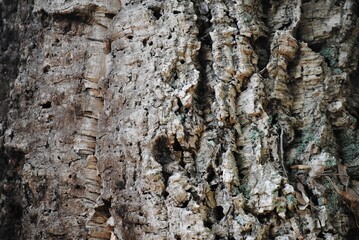 corteza de arbol
