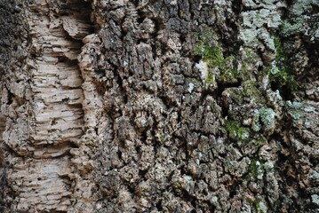 corteza de arbol