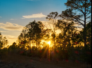 Fototapeta na wymiar Sunset though trees in Fred C Babcock Cecil M Webb Wildlife Management Area in Punta Gorda Florida USA