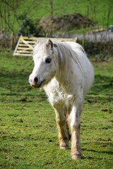 Obraz premium a little pony walking towards you