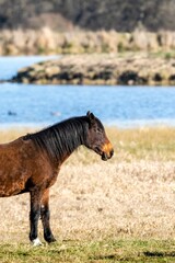 Fototapeta premium portrait of savage horse in the wild