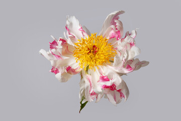 Fototapeta na wymiar Funny white-pink peony flower not even shape isolated on a grey background.