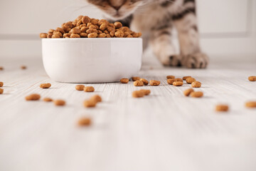 Dry pet food is in a white porcelain bowl and scattered on the floor in the background, the cat sniffs it. 