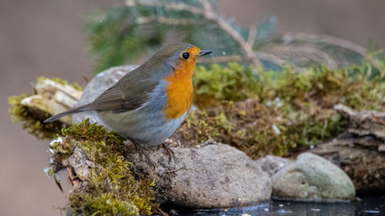bird, robin, natur, wild lebende tiere, tier, rot, wild, bird, winter,
