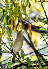 bird, natur, robin, wild lebende tiere, ast, baum, tier, wild, schnabel, 