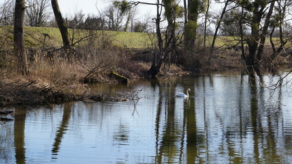 Obraz premium a swan in the nature reserve Auer Koepfle-Illinger Altrhein-Motherner Woerth in the community Au am Rhein in the region Baden-Wuerttemberg in the month of February, Germany