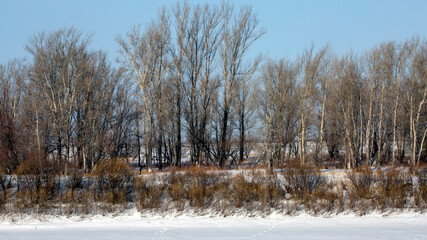 The frozen river. Trees grow along the coastline. Winter period. Winter landscape