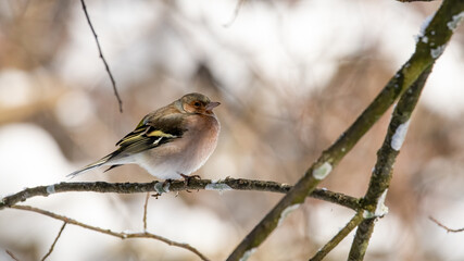 bird, natur, ast, wild lebende tiere, baum, tier, spatz, wild, 
