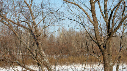 Branches of trees against the blue sky. Scenery