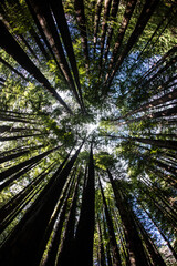 Coastal Redwood trees, Sequoia sempervirens, thrive in a healthy forest in Mendocino, California. Redwood trees grow in a very specific climate range.