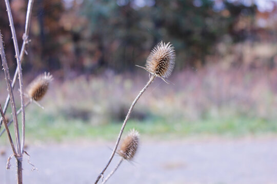 A Wild Thistle Dried Out In Late Summer