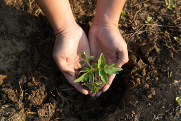 the hand grow seedlinge. green world and earth day concept farm background.