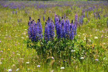 Purple lupine flowers  in the high Rhön