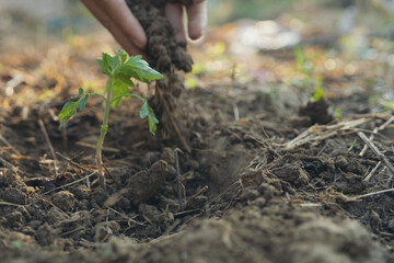 the hand grow seedlinge. green world and earth day concept farm background.