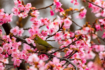 Japanese White-eye With Cherry Blossom(Japanese Name Is Kawazu-zakura) At Shibuya, Tokyo, Japan