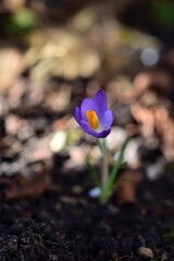 Purple crocus as a close up against a blurred background