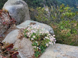 산정상 바위속에 핀 예쁜 꽃
