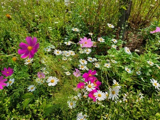 가을에 핀 아름다운 코스모스 사진