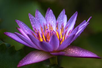 The lotus flower is blooming beautifully in the lake,select focus.