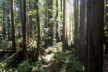 Coastal Redwood trees, Sequoia sempervirens, thrive in a healthy forest in Mendocino, California. Redwood trees grow in a very specific climate range.