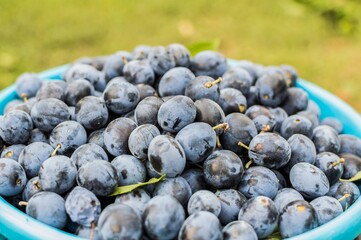 Harvest  of small ripe dark plums in a bucket.  Harvesting the crop