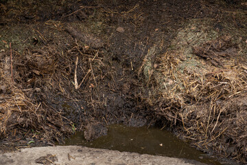 smelly manure to be spread on the field for more fertility, close up