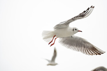 Obraz premium seagull