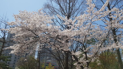 봄에 막 피어나는 벚꽃